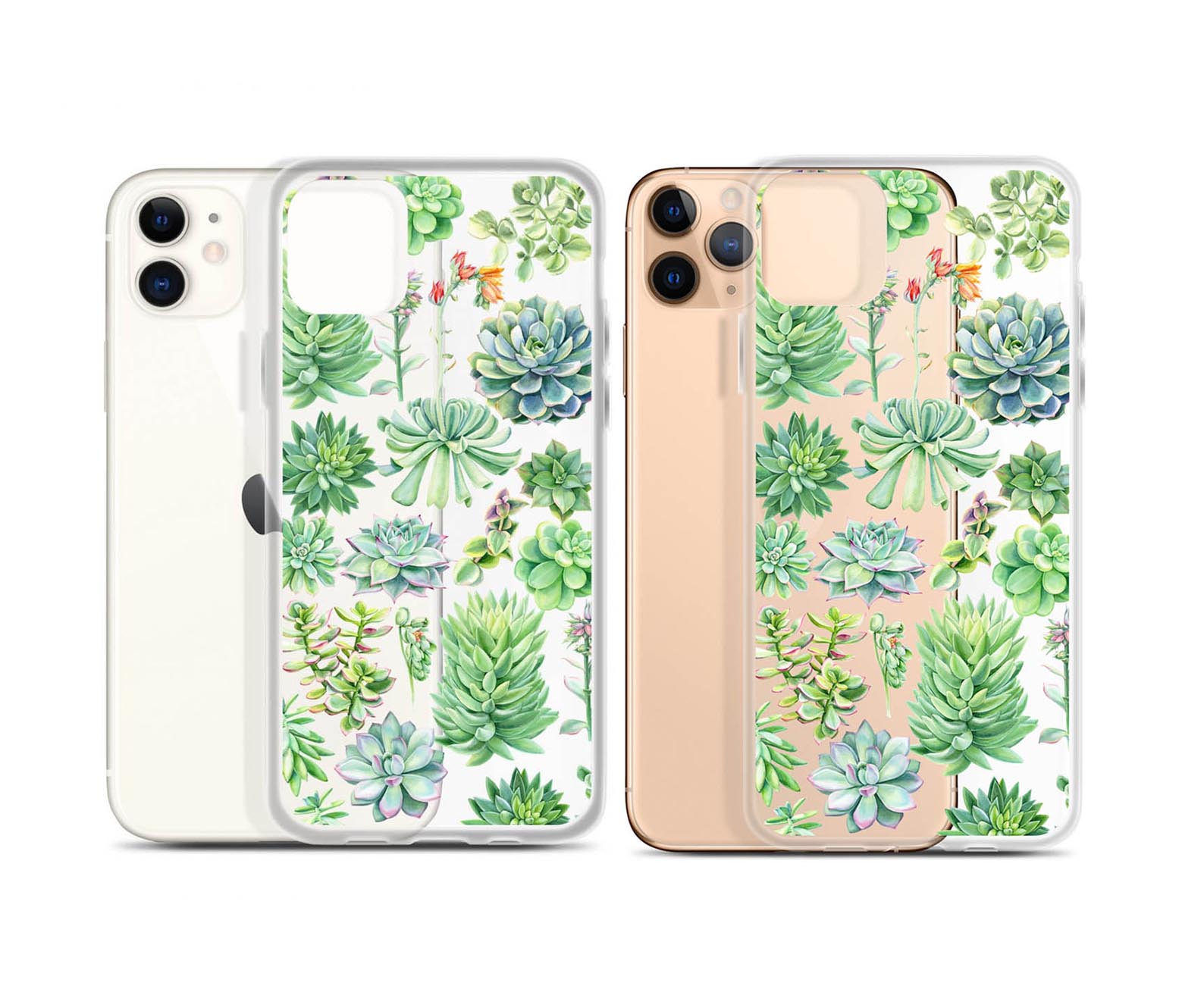 clear botanical green cactus